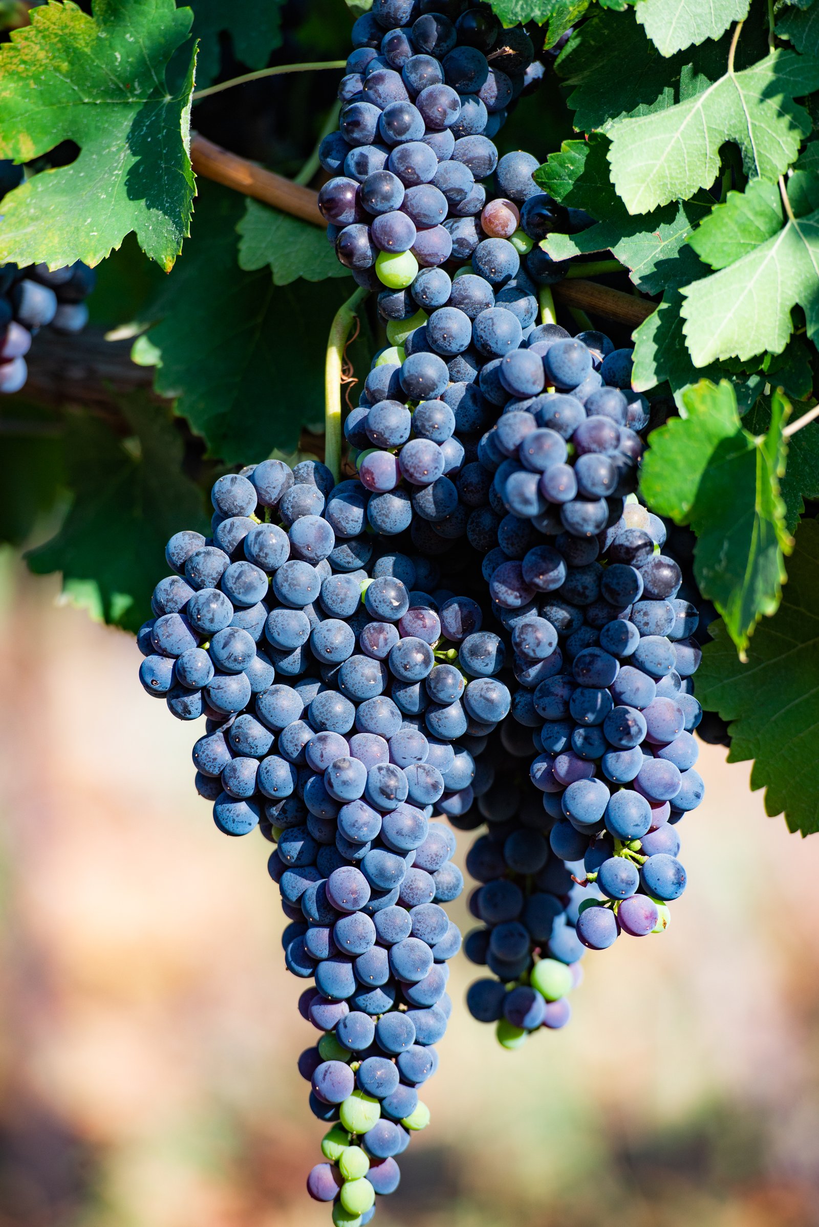 Kadma Winery (יקב קדמא)