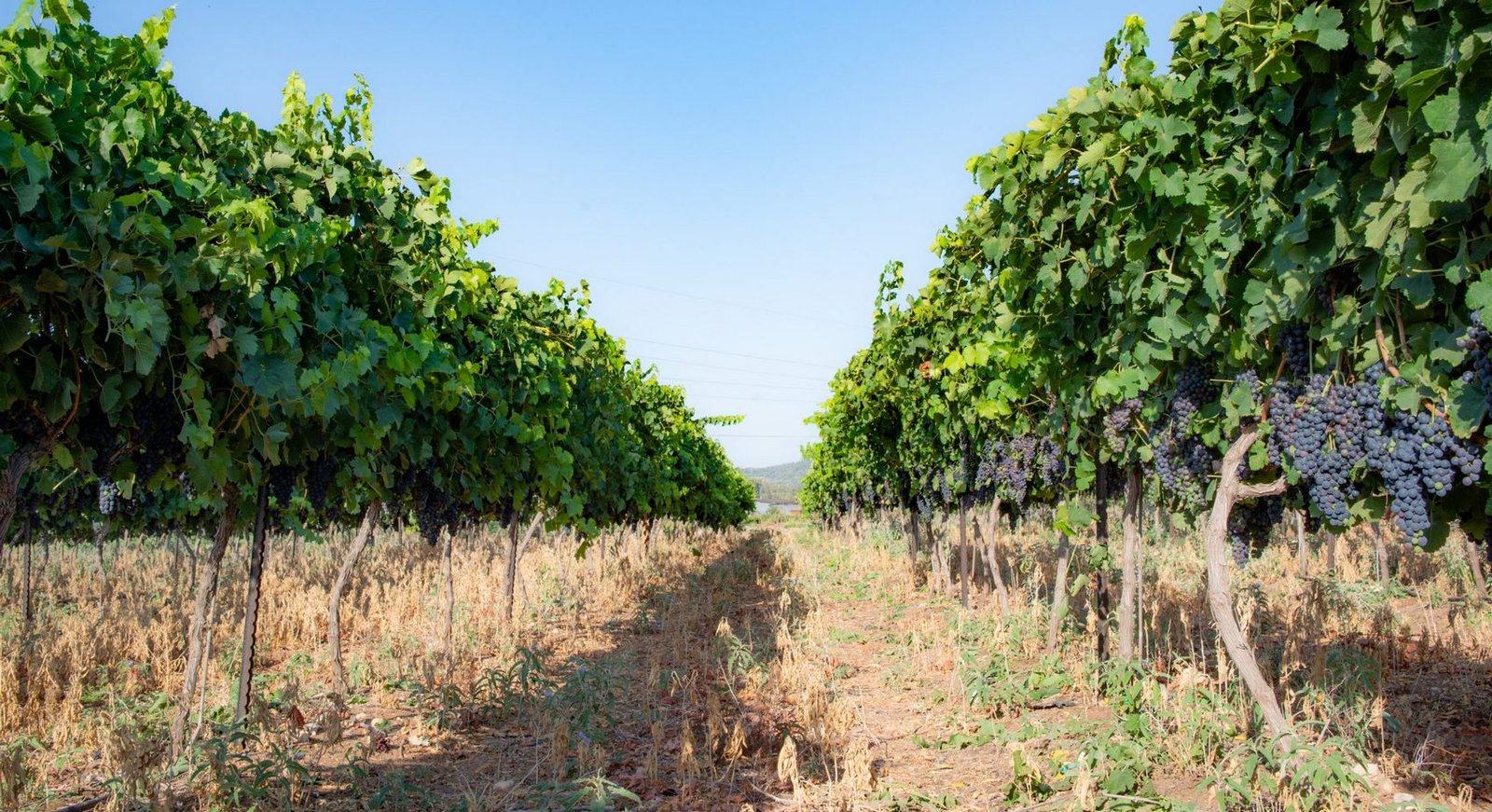 Kadma Winery (יקב קדמא)