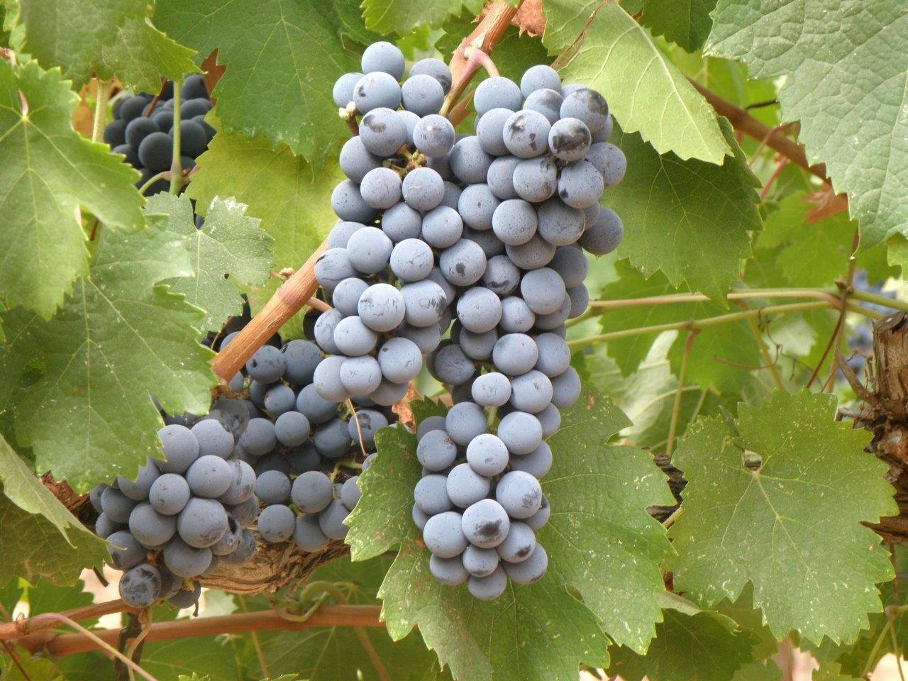 Margalit Winery