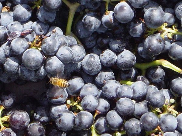 Margalit Winery