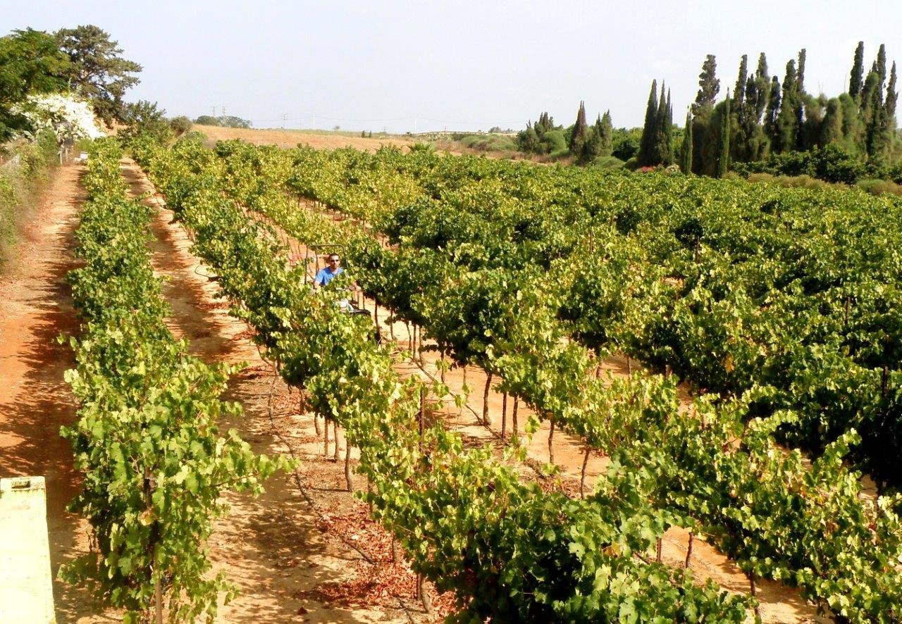 Margalit Winery