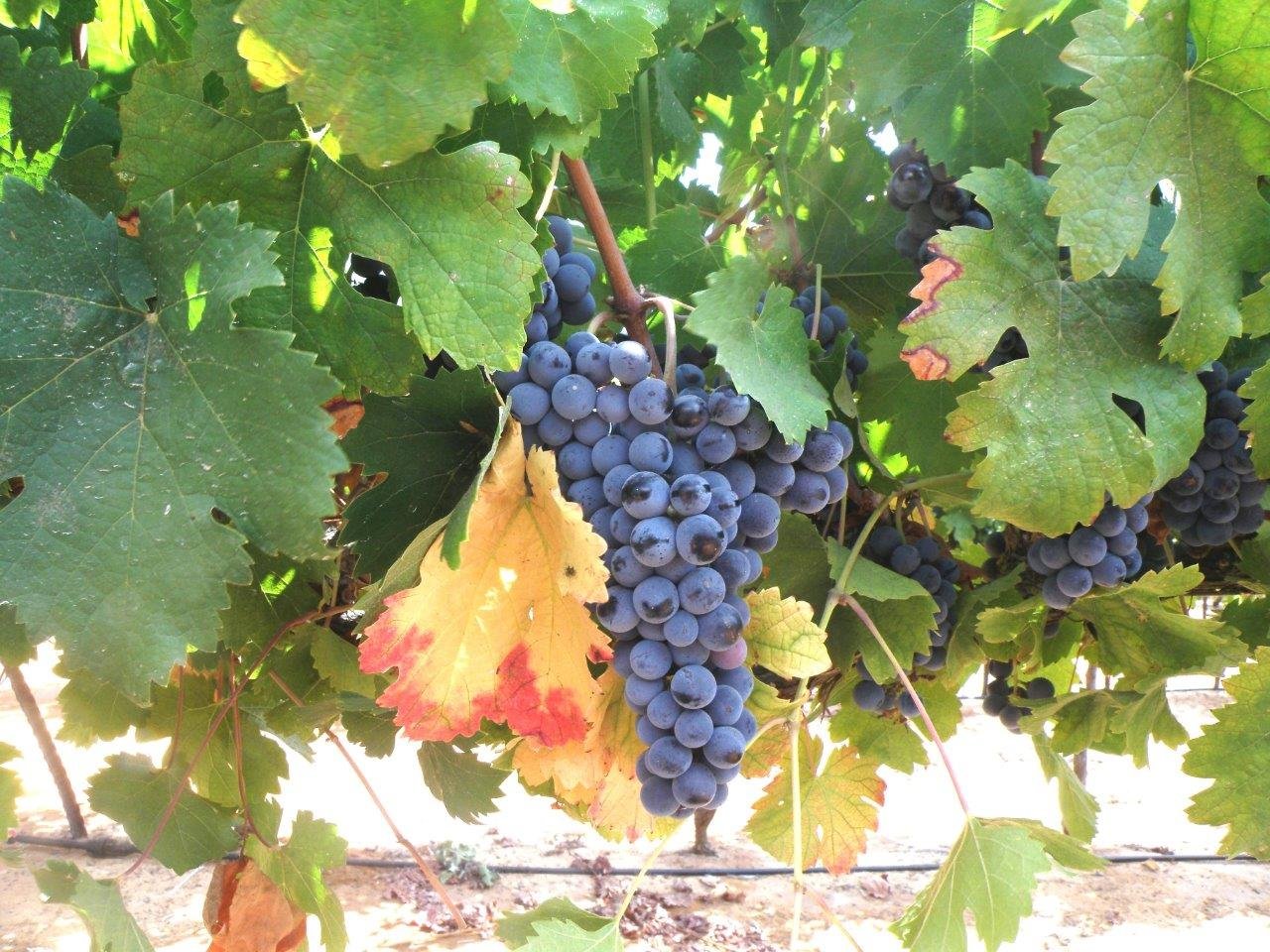 Margalit Winery