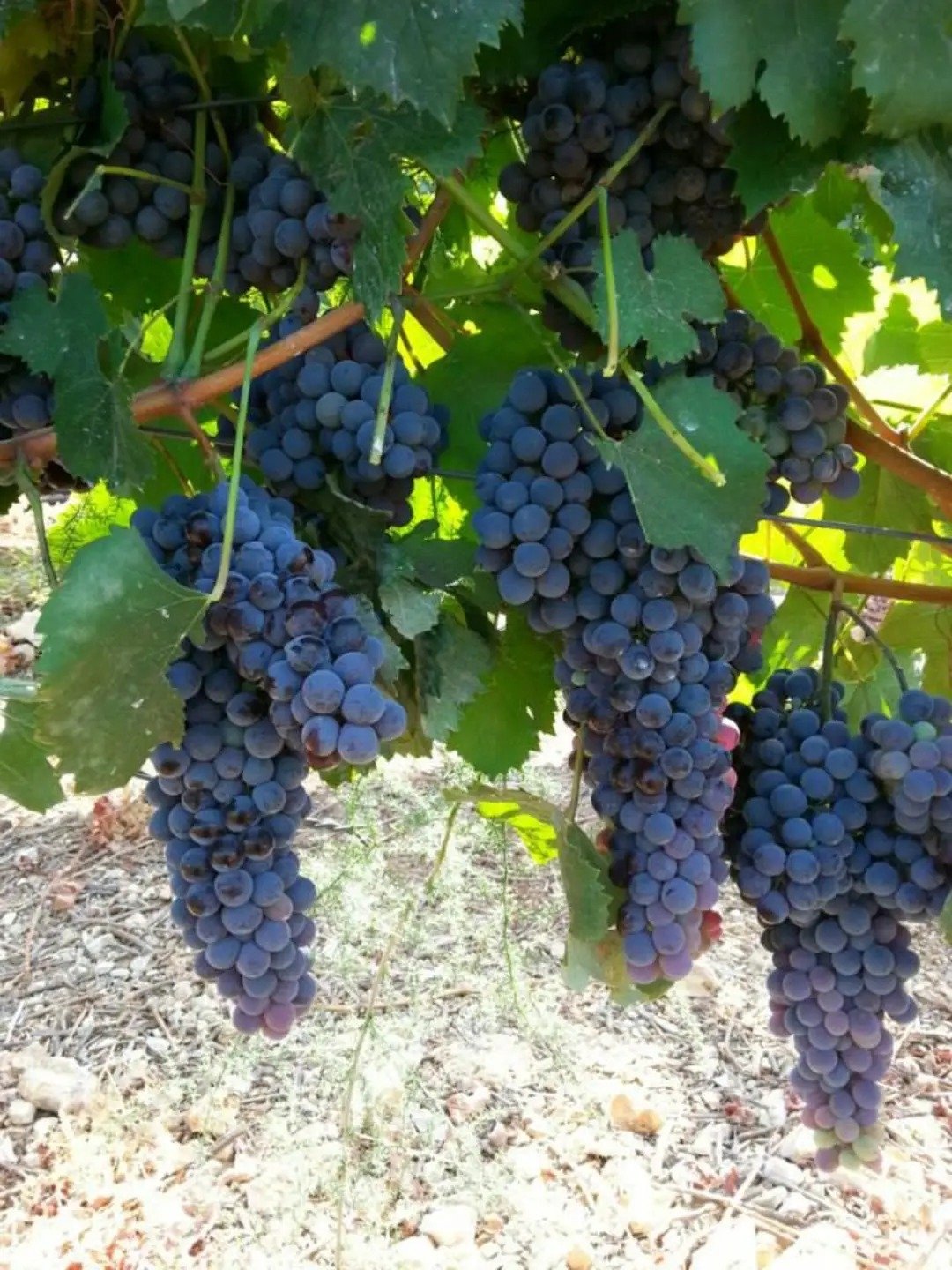 Dror Winery (יקב דרור)