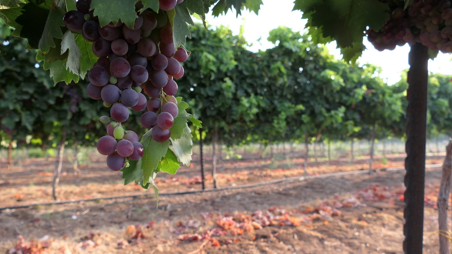 1848 Winery
