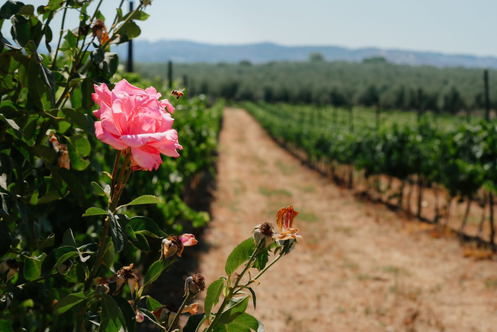 Peer Winery