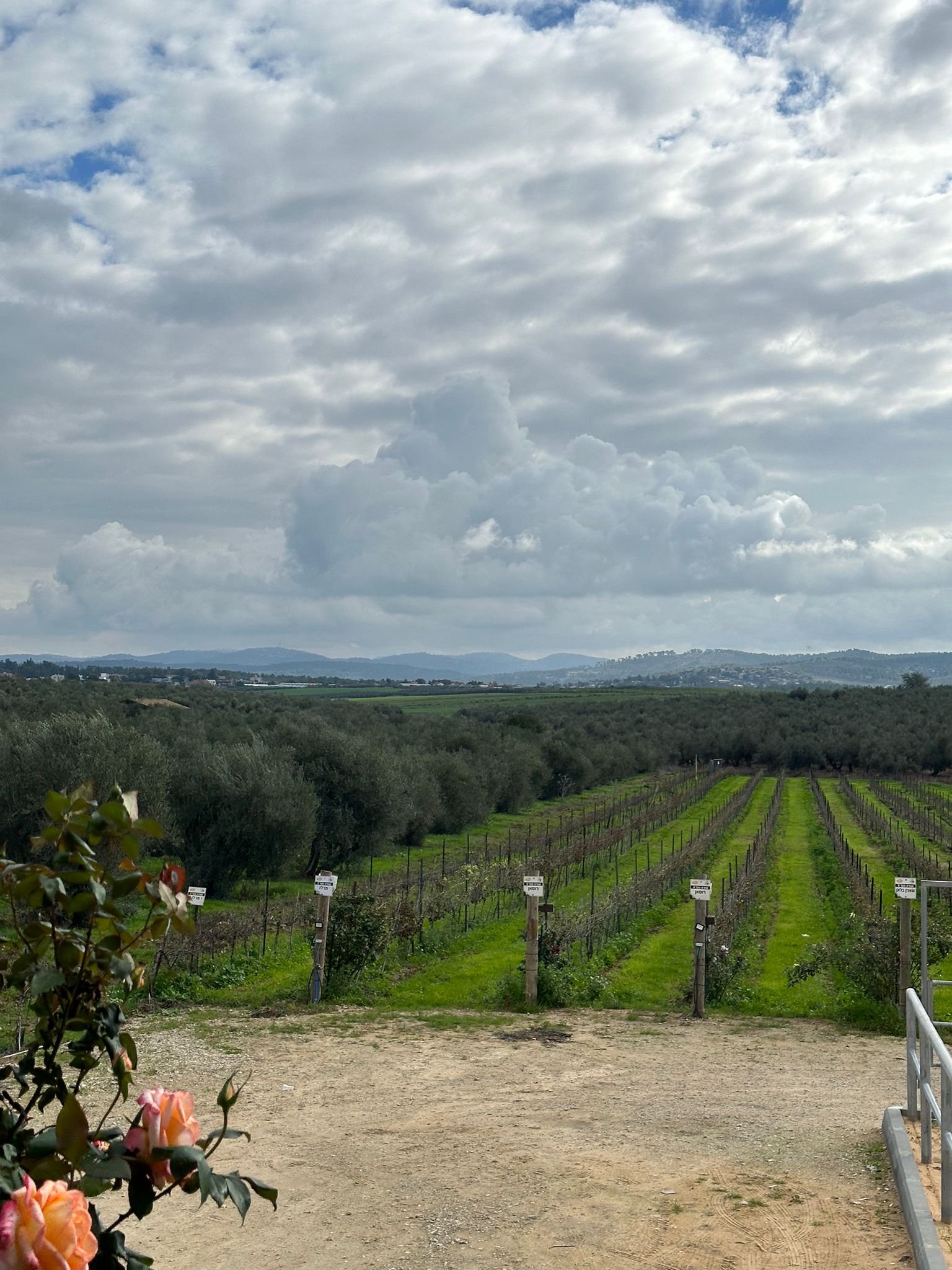 Peer Winery