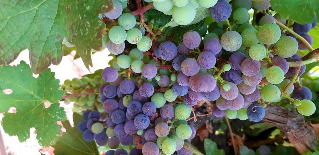 יקב סמבטיון (Sambation Winery)