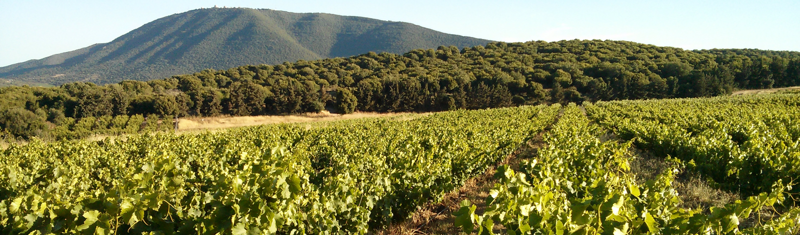 Shvo Vineyards