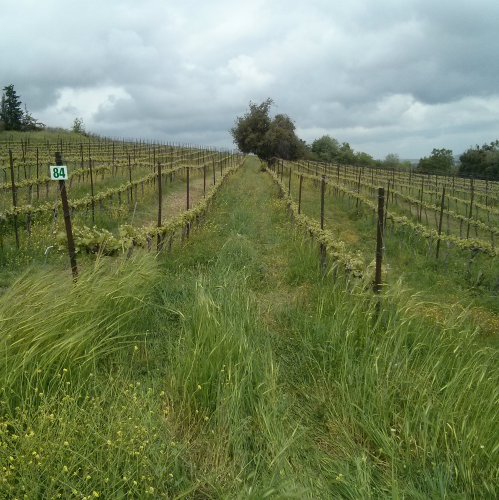 Shvo Vineyards