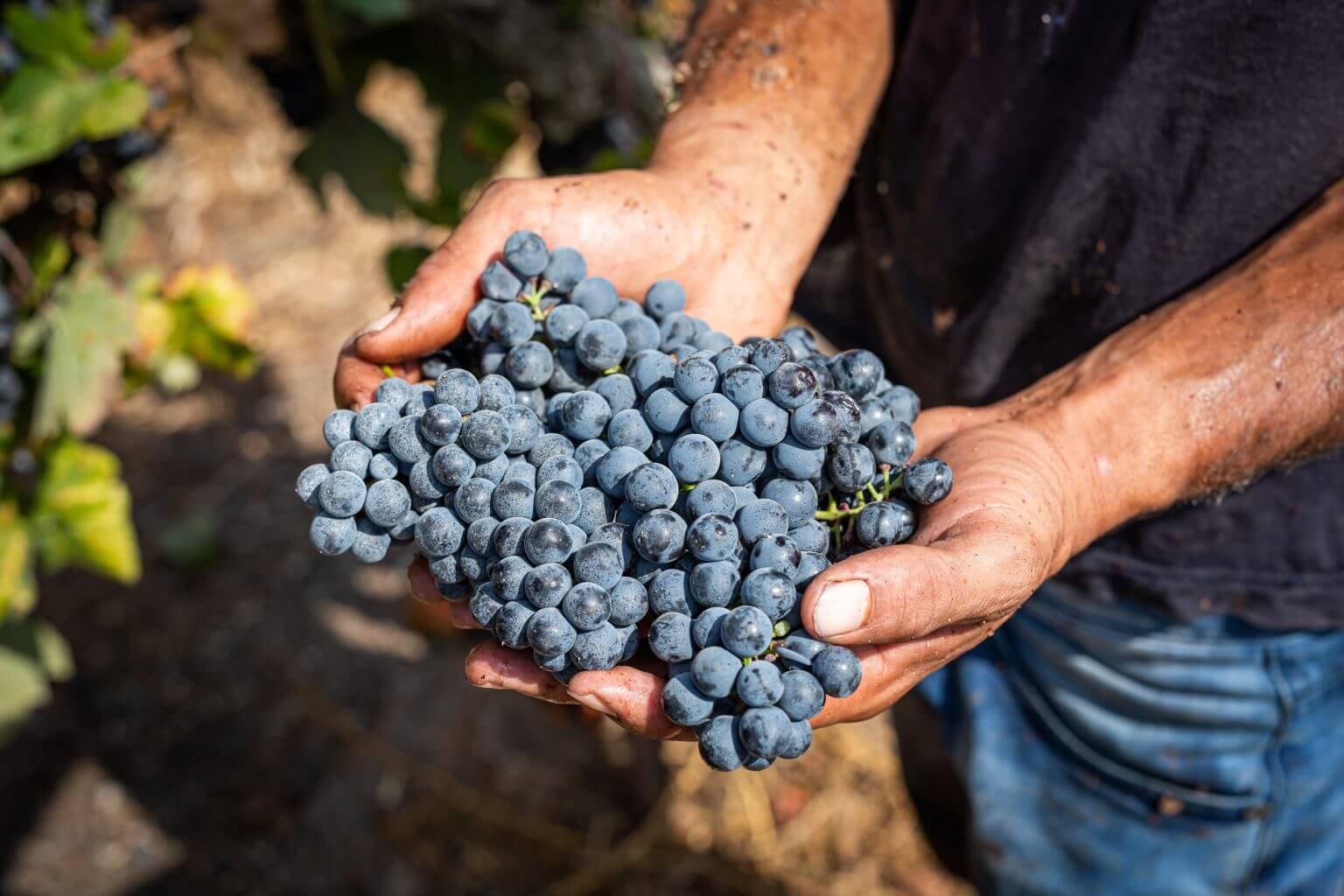 Srigim Winery
