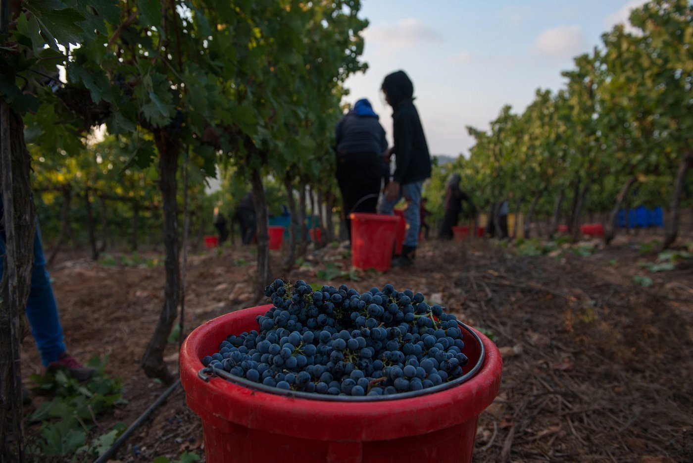 Tzora Vineyards
