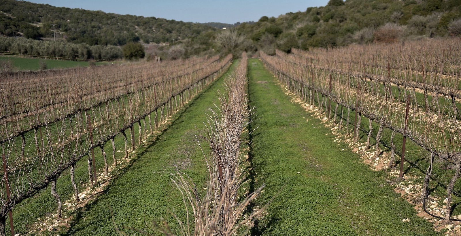 Five Stones Vineyards