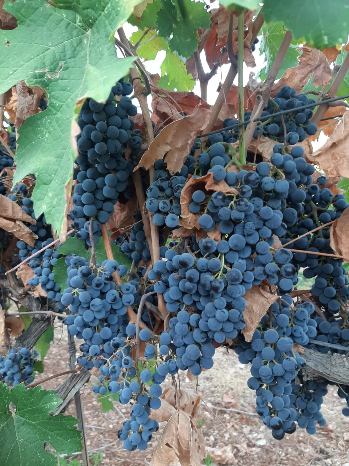 יקב כביר (Kabir Winery)