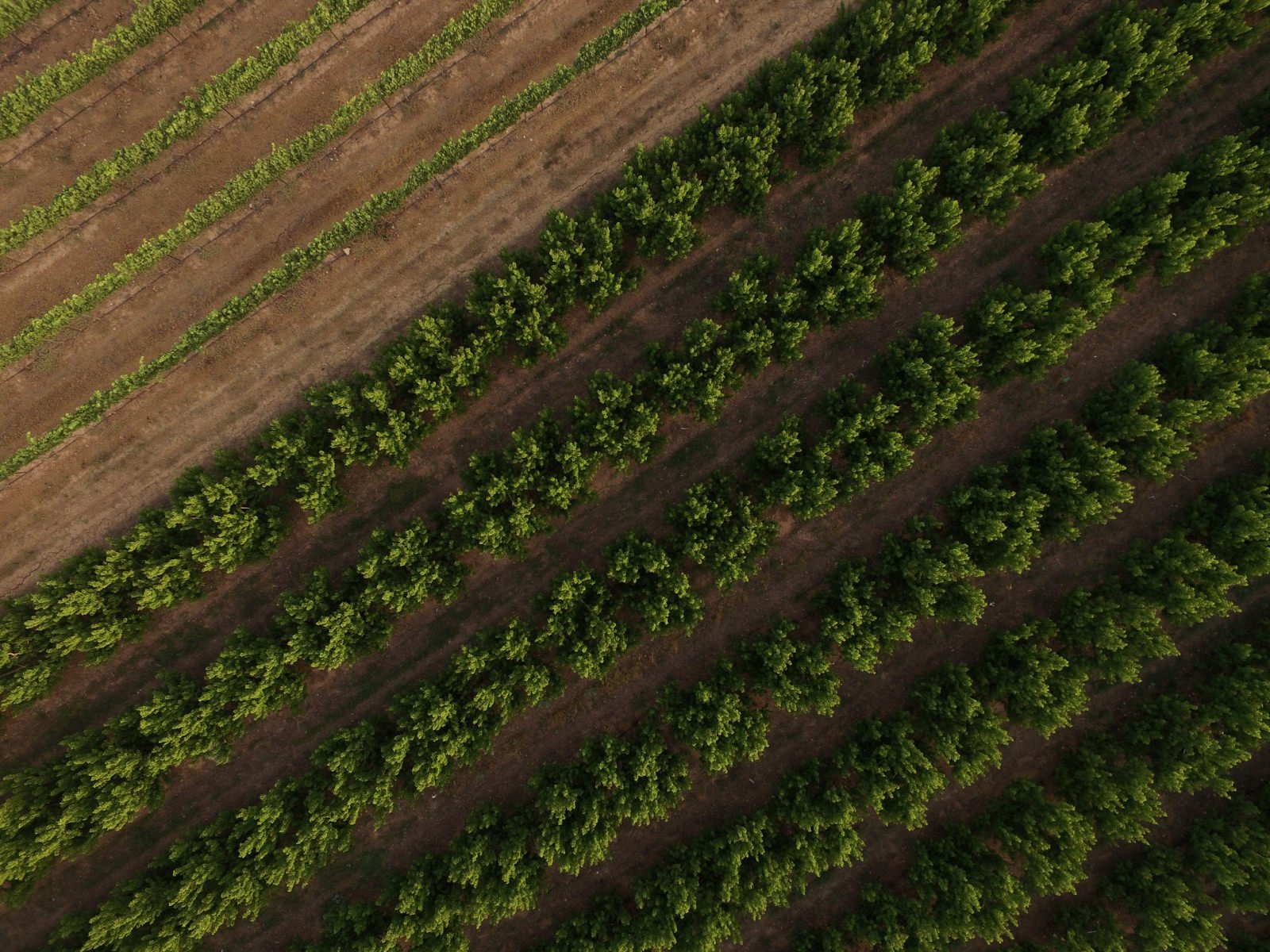 Yatir Winery
