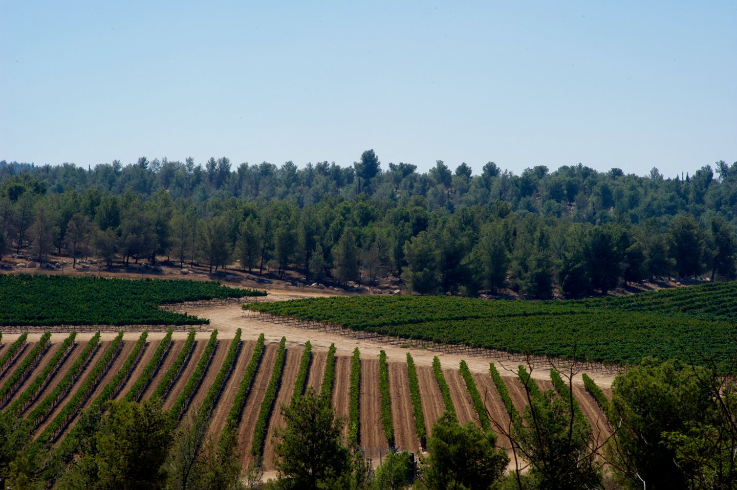 Yatir Winery
